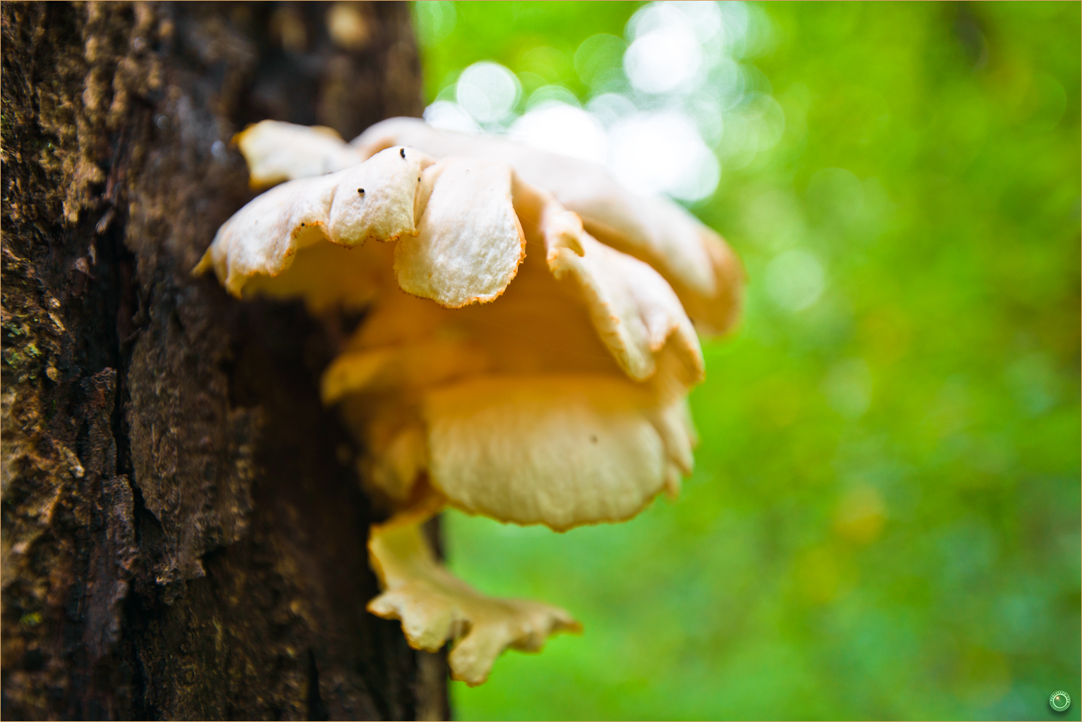 136 Wyalusing State Park Wisconsin Mushroom on Tree Bark