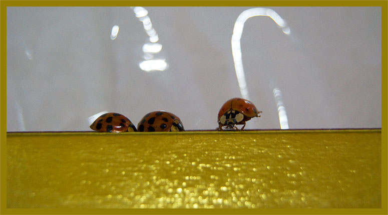 Lady Bug JitterBug