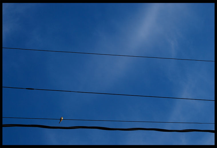 Noting Bird