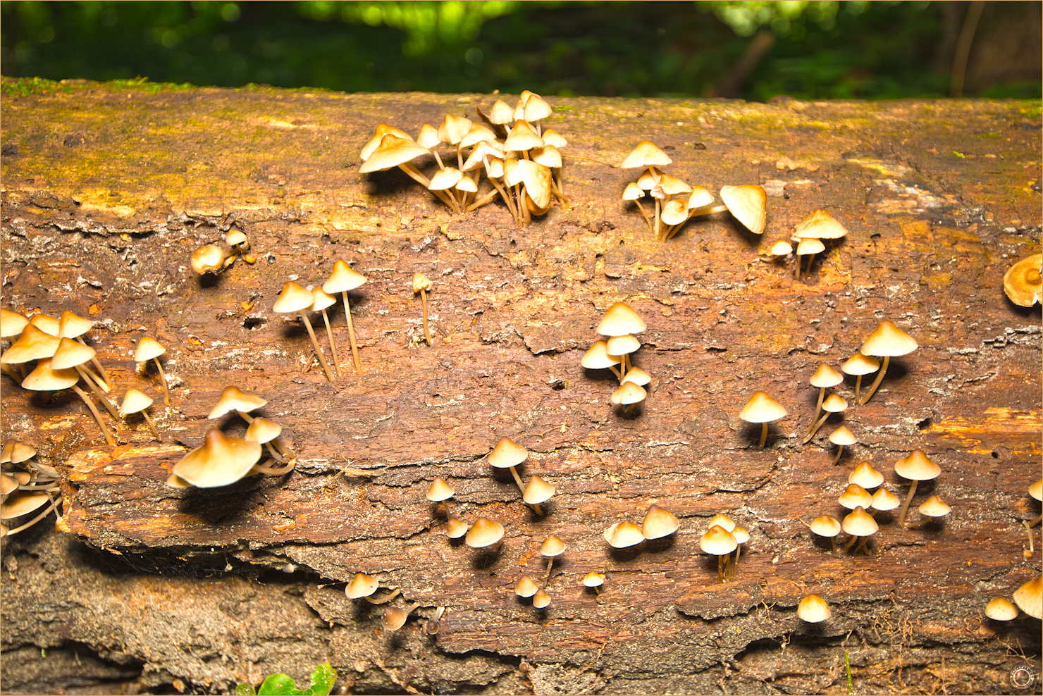 25 Wyalusing State Park Wisconsin Mushrooms Tiny