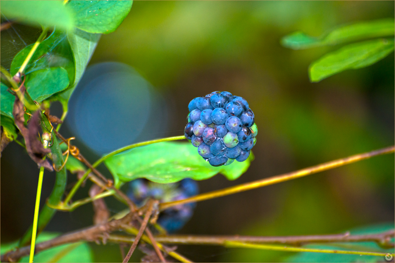 82 Wyalusing State Wild Blue Berries