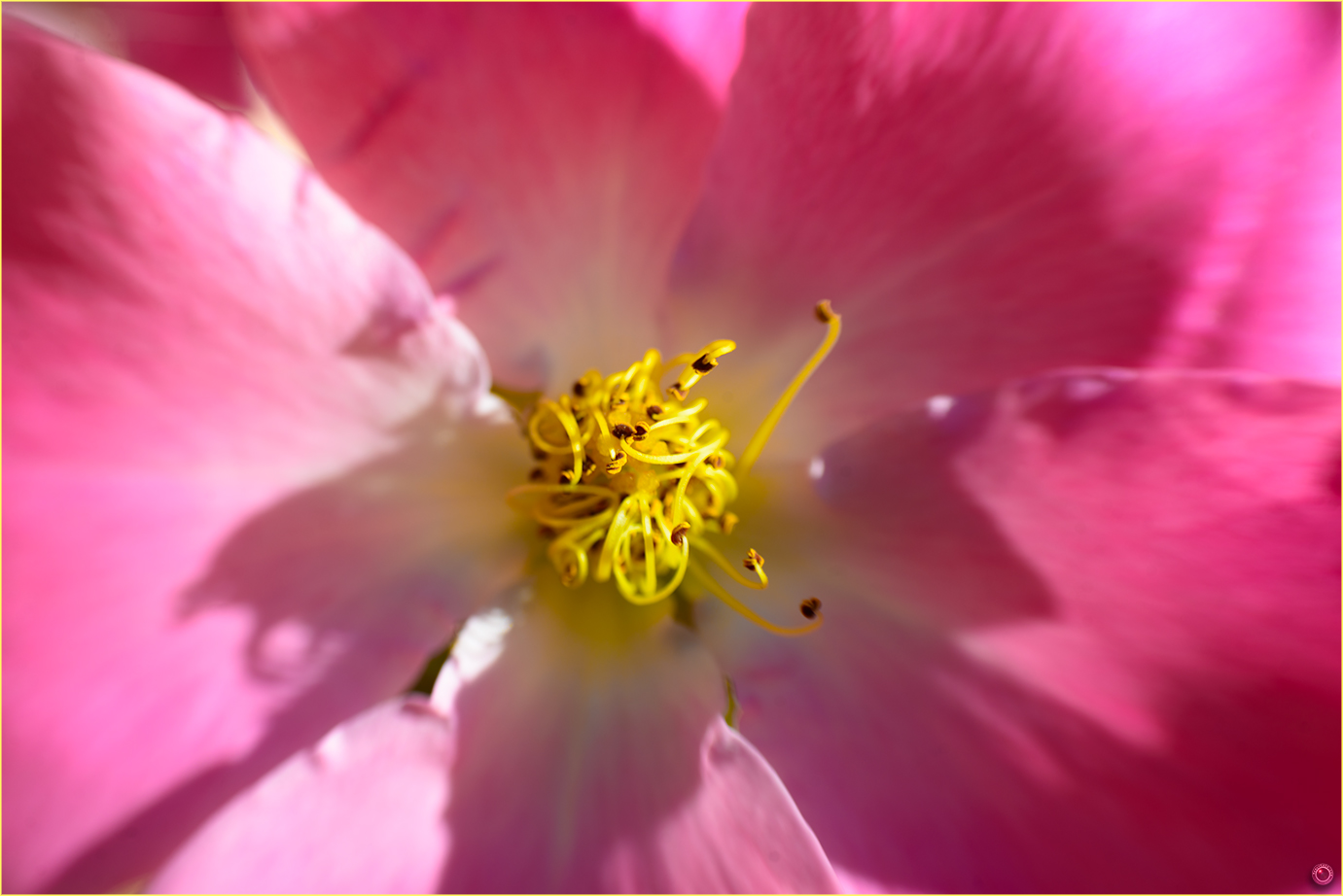 pink-wild-rose-flower-merly-cuza-copyright-2016