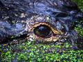 Alligator Eye