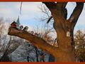 Bird Branch