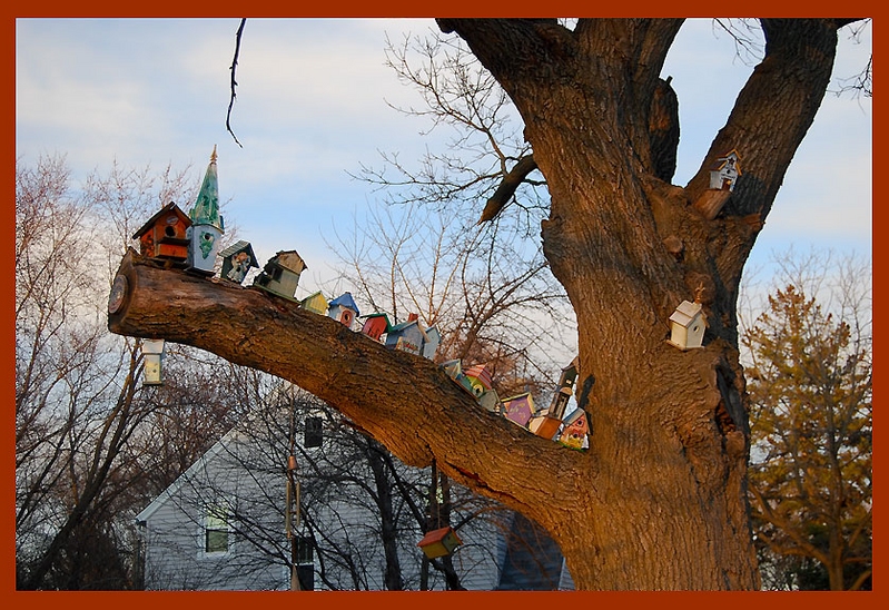 Bird Branch