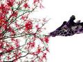Giraffe Eating Leaves