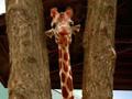 Giraffely Curious