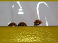 Lady Bug JitterBug