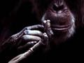 Monkey Rub