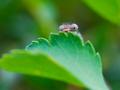 Peek-A-Boo Dragonfly 