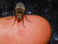 The Fly